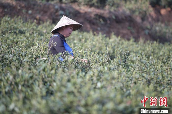 贞丰县小屯镇最新动态速览