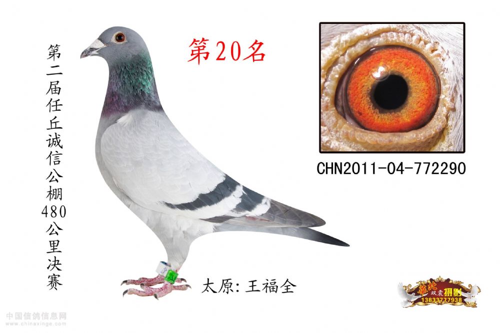 山西省赛鸽公棚最新动态发布：揭秘公棚最新资讯与赛事安排